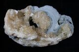 Golden Calcite Filled Fossil Clam - Rucks Pit, Florida #5786-3